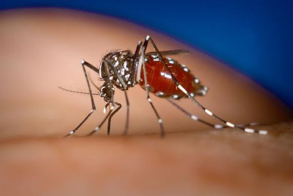 全球变暖是登革热的加速器吗？遇见蚊子该往哪里躲？