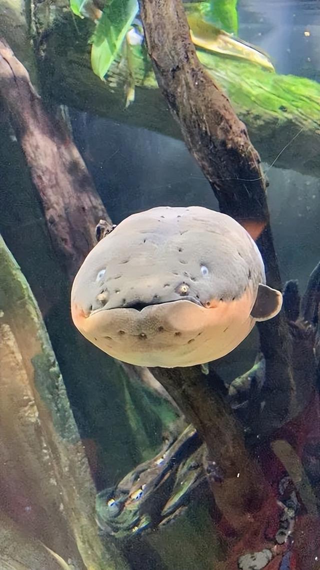 美图太多！看看新加坡的河川生态园隐藏着怎样的自然水族秘境