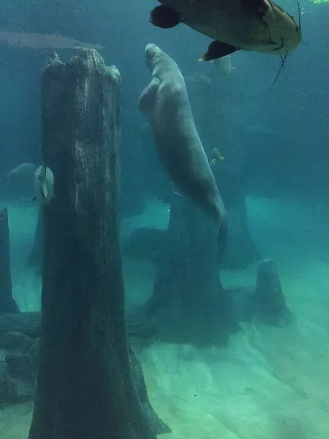 美图太多！看看新加坡的河川生态园隐藏着怎样的自然水族秘境