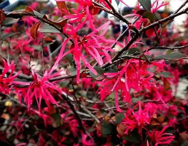 红花檵（jì）木