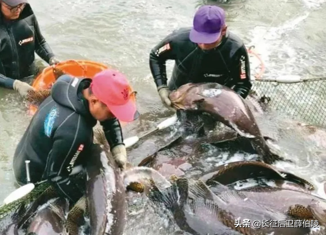 禁止台湾石斑鱼输入后，台当局对大陆叫嚣，扬言向世贸组织申诉