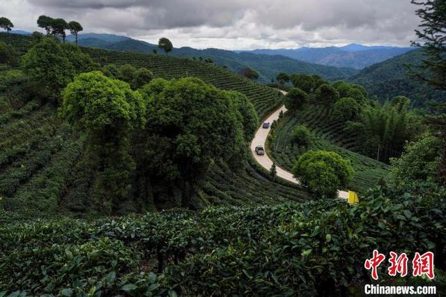 云南“以茶为媒”打开与世界交流的窗口