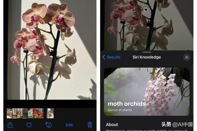 今天我了解到，你只需要你的iPhone相机就可以识别植物和花朵