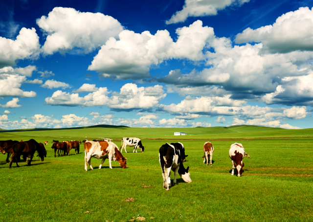 内蒙古，冲向350万头奶牛