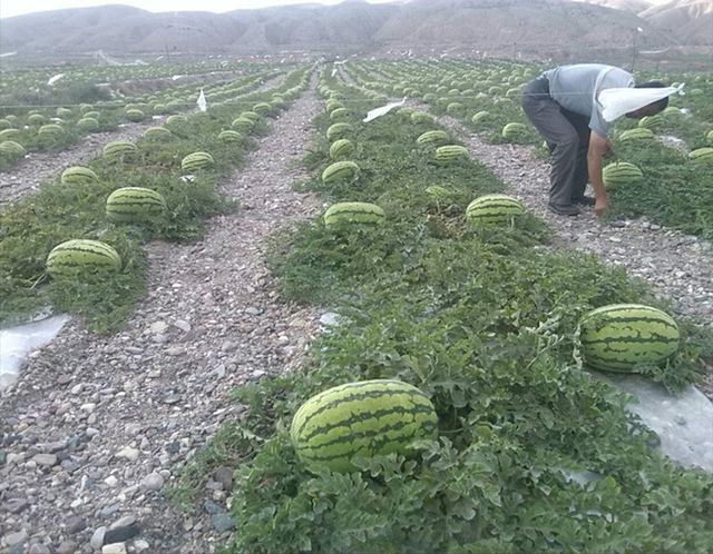 “戈壁西瓜”有多大危害？硒砂瓜一年一茬，为何被局部禁种？