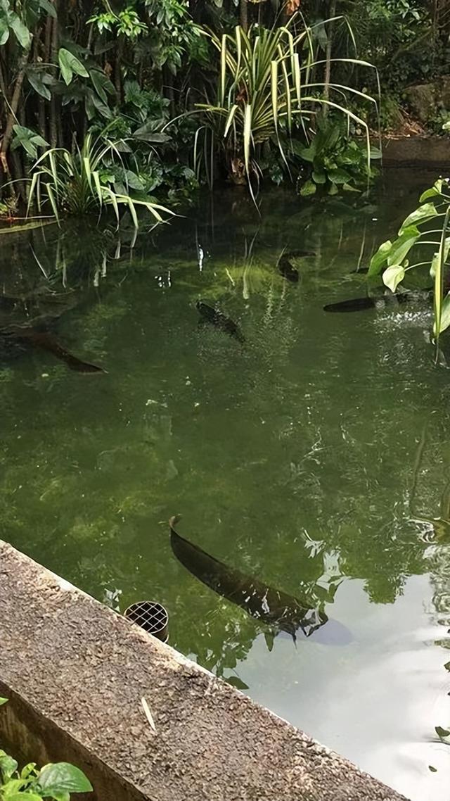 美图太多！看看新加坡的河川生态园隐藏着怎样的自然水族秘境