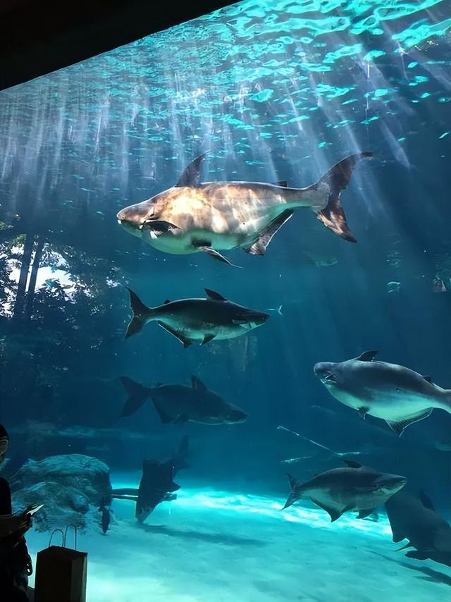 美图太多！看看新加坡的河川生态园隐藏着怎样的自然水族秘境