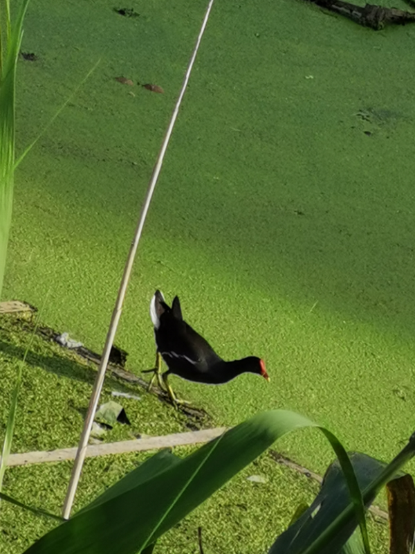 活久见，会游泳的鸡--黑水鸡（Gallinula chloropus）