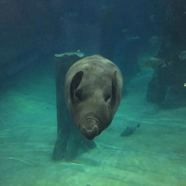 美图太多！看看新加坡的河川生态园隐藏着怎样的自然水族秘境