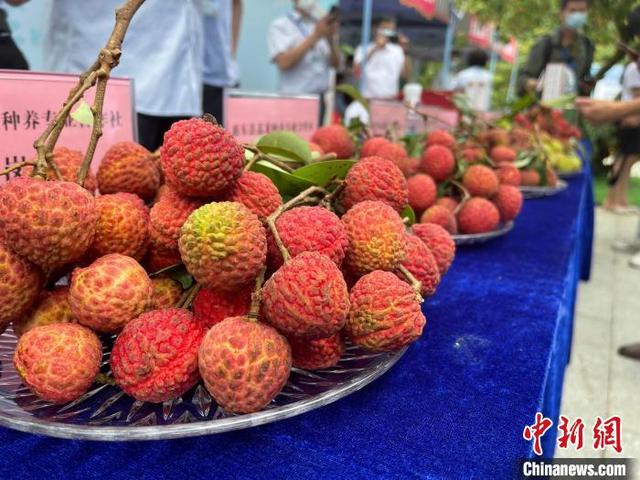 广东惠州“东坡荔枝”走出国门 今年已出口2500公斤