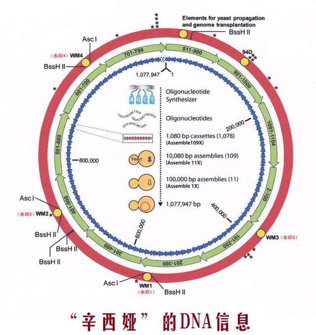 人造生命：超越自然，还是带来毁灭？