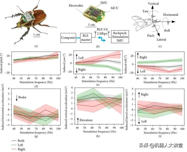 南洋理工大学活体昆虫机器人最新研究，刺激翼下肌可改变飞行角度