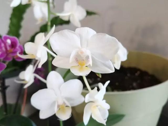 如何延长兰花的寿命？教你一个方法，让你的兰花持续生长数十年