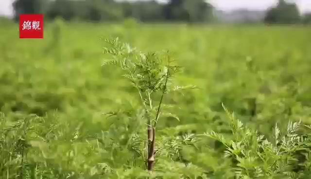 蹲点采访②｜川芎之都的出口“绿叶梦”