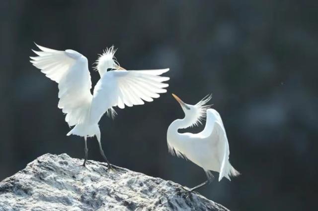 百只国宝级鸟类安家大连岛屿，看似平静的小岛，暗地里却危机四伏