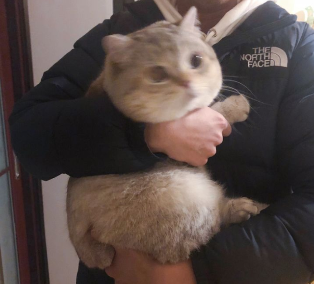 揭秘：拥有一只不常见的猫咪，是什么体验？