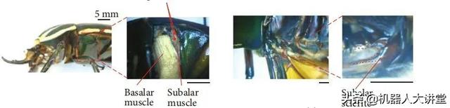 南洋理工大学活体昆虫机器人最新研究，刺激翼下肌可改变飞行角度