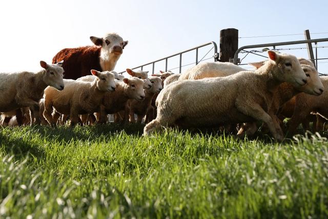 新西兰要对牛羊打嗝征税：“气候变化政治学”一瞥