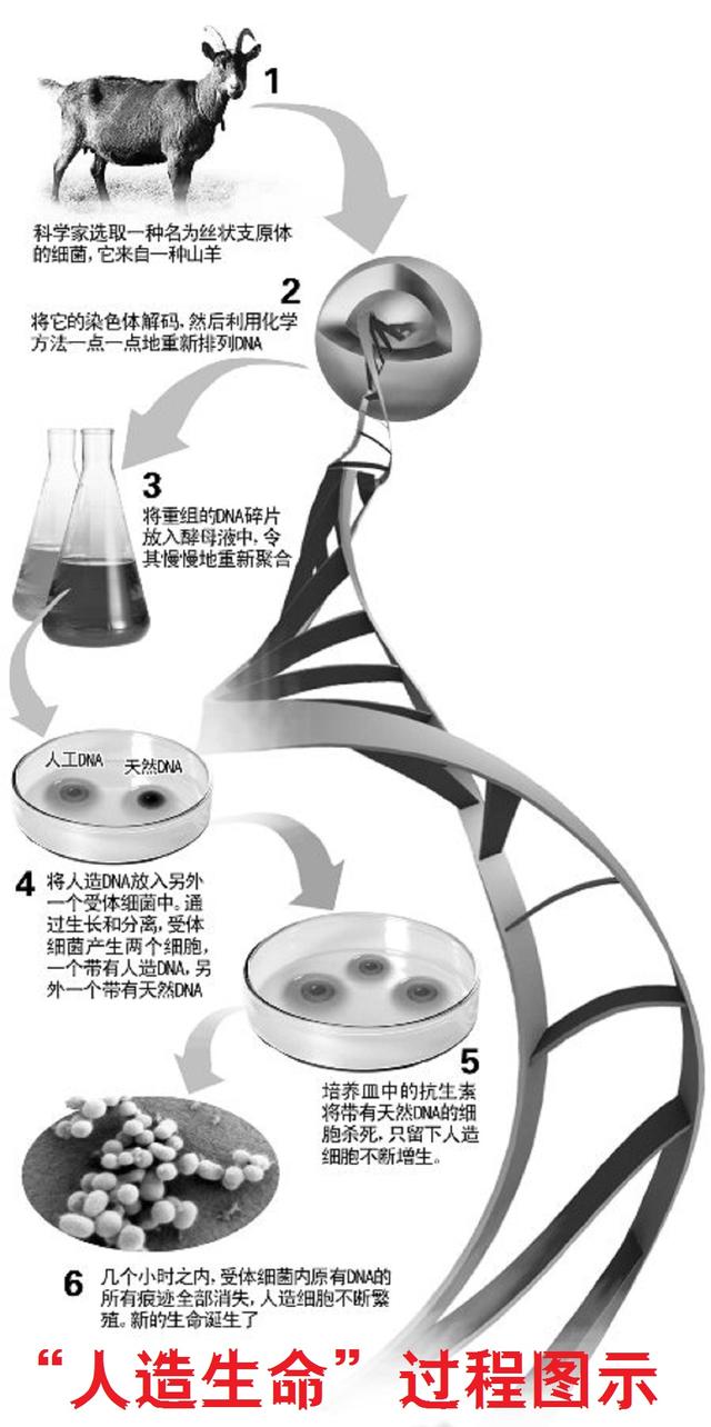 人造生命：超越自然，还是带来毁灭？