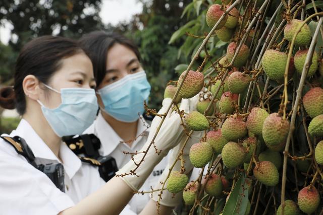 荔枝、龙眼、菠萝、蜜柚......岭南特色水果飘香海外