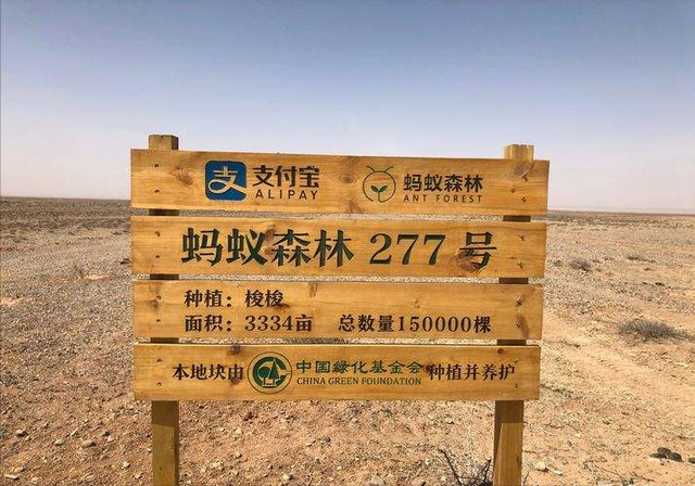 马云承诺每年种1亿棵树，过去这么多年了，这些树成长到什么样了
