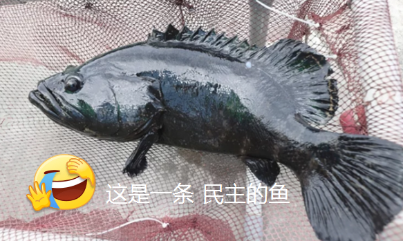 “有害”的台湾石斑鱼加上“民主”两个字就变健康了吗？