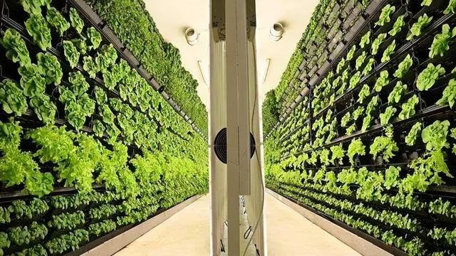 菜吧：这一新型产业将提升农业产能接近400倍，值得投资吗