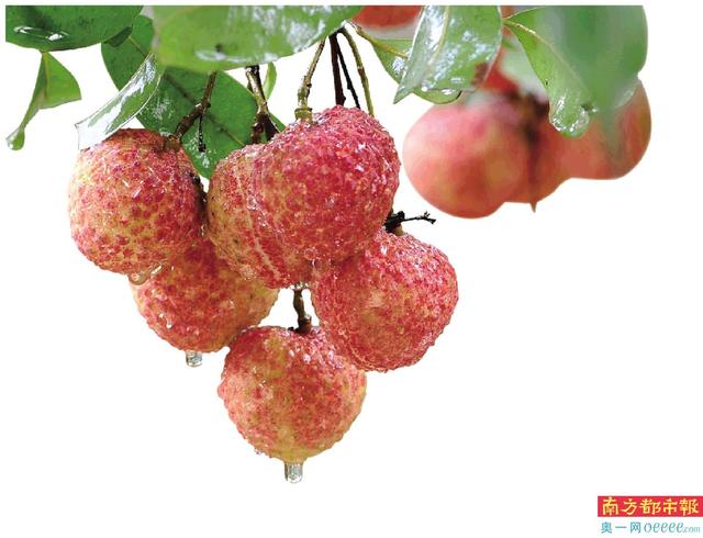 加快对接RCEP市场 约12.5%将销往海外