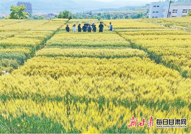 「乡村·新聚焦」麦田里的守护人——记省农科院清水试验站甘谷试验站科研团队