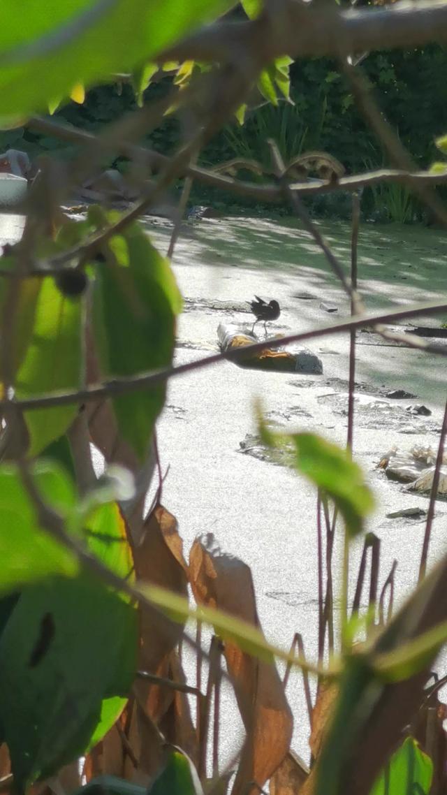 活久见，会游泳的鸡--黑水鸡（Gallinula chloropus）