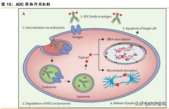 医药行业深度报告：创新驱动，ADC药物发展加速