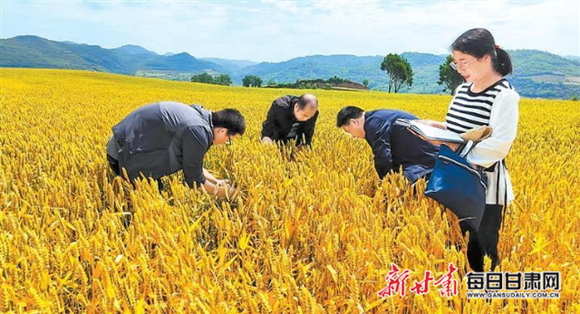 「乡村·新聚焦」麦田里的守护人——记省农科院清水试验站甘谷试验站科研团队