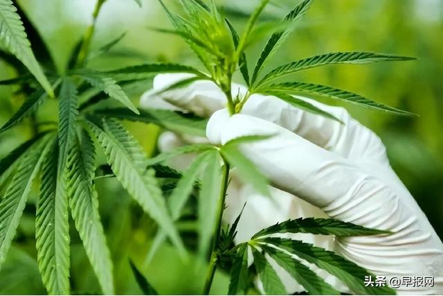 开放种大麻 泰国如何避免滥药？