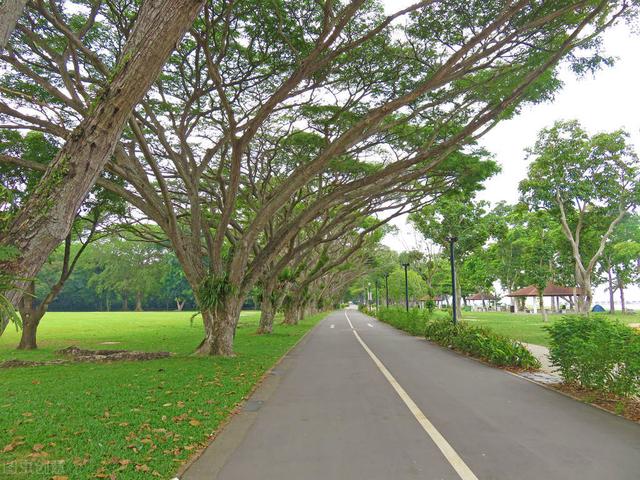 花园城市新加坡，真不是吹的