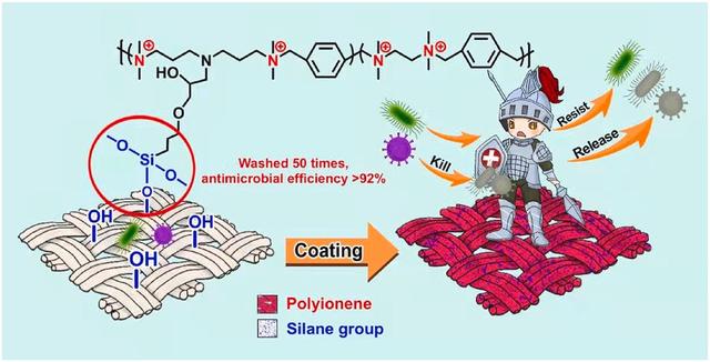 「科研快报」具有强效抗菌和抗病毒活性的阳离子聚合物涂层棉织物