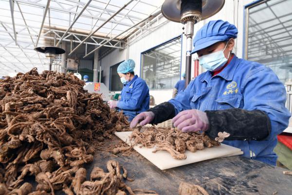 新华健康｜“土味”中药材当归：种出“甜日子”走出“国际范”