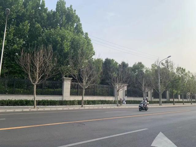 上热搜的北京84棵濒临死亡法桐还有救！专家支招了