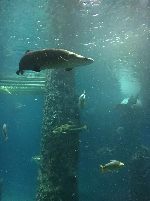 美图太多！看看新加坡的河川生态园隐藏着怎样的自然水族秘境