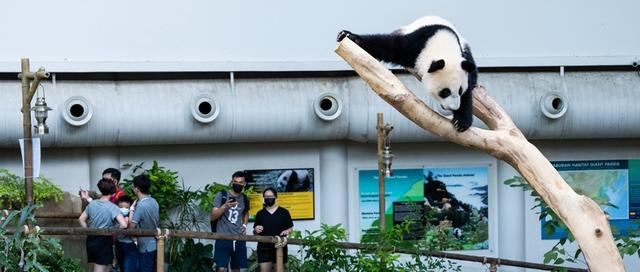 大城市周边需不需要动物园？