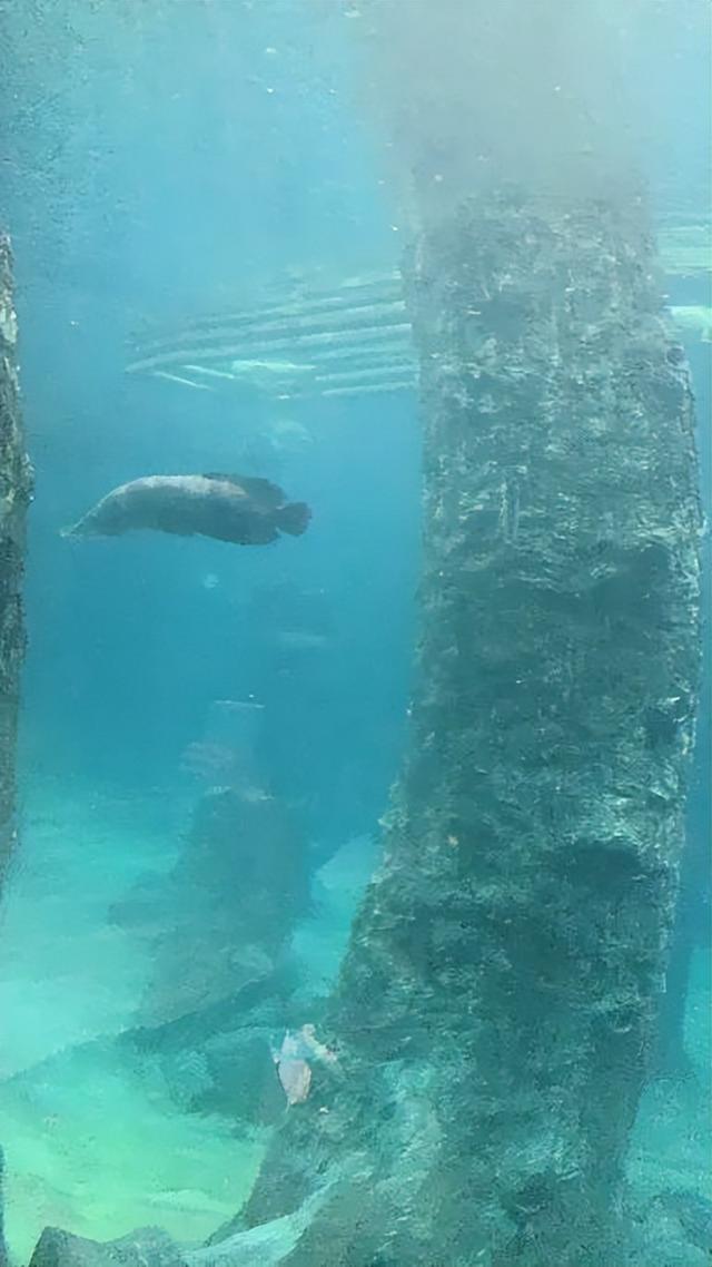 美图太多！看看新加坡的河川生态园隐藏着怎样的自然水族秘境