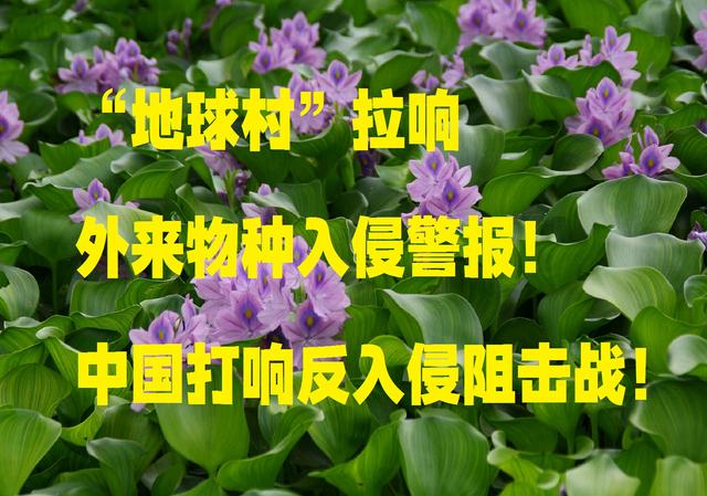 “地球村”拉响外来物种入侵警报！中国打响反入侵狙击战