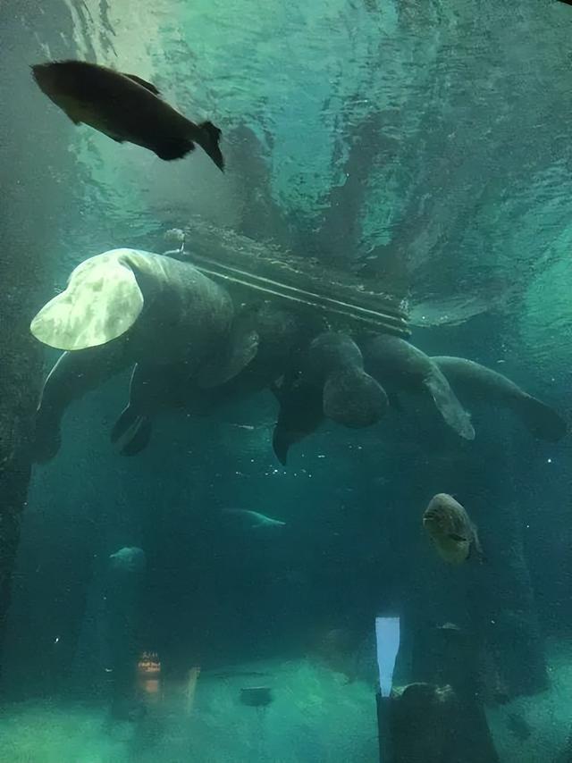 美图太多！看看新加坡的河川生态园隐藏着怎样的自然水族秘境