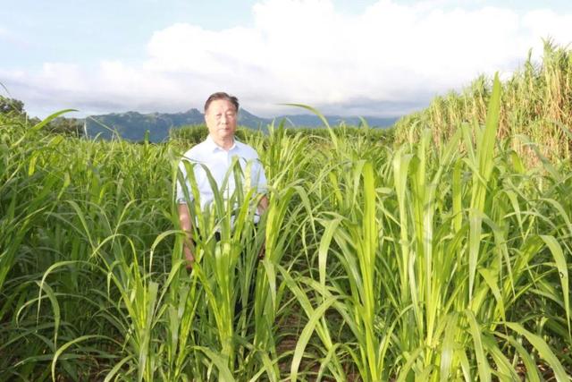 这位福建人的“小小一株草”，何以成为中国骄傲？