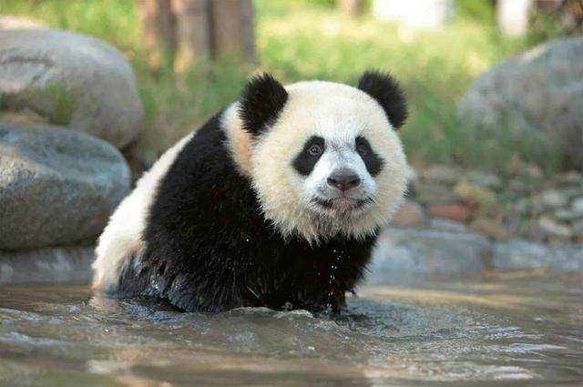 大熊猫到底有多烧钱？每年吃掉700万，加拿大养不起提前送回我国