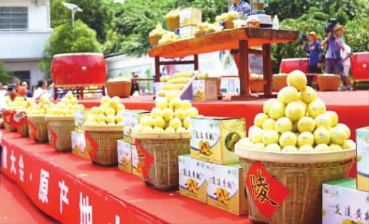 “黄桃宝贝”来了！明天上市 炎陵黄桃今年预计产量7.8万吨