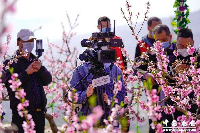 “甜蜜桃”敲开“致富门”秦安做强蜜桃产业助力乡村振兴