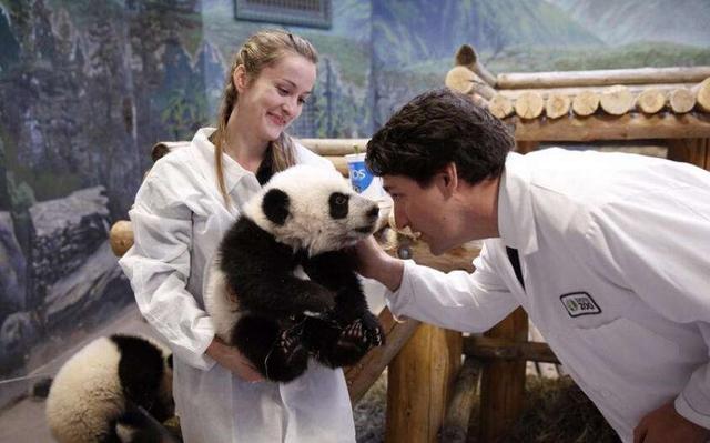 大熊猫到底有多烧钱？每年吃掉700万，加拿大养不起提前送回我国