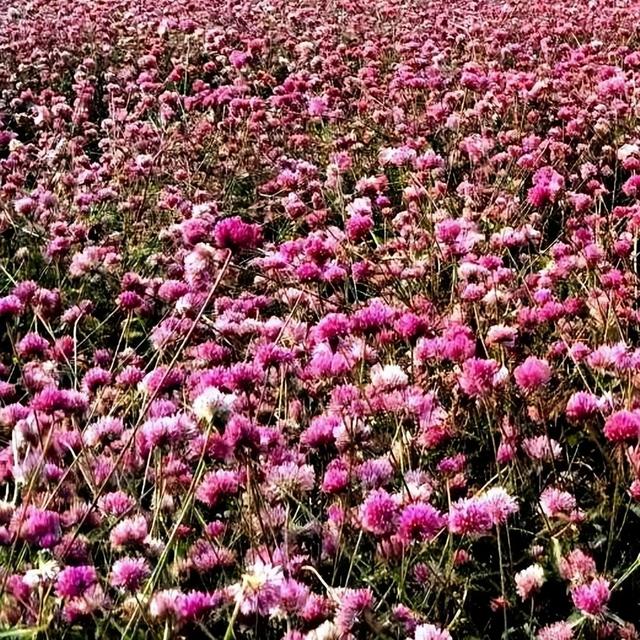 原创散文：我的恩师杨红老师，温润了我求学之路的记忆