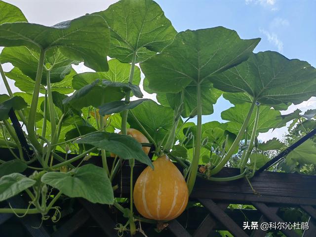 南瓜来了