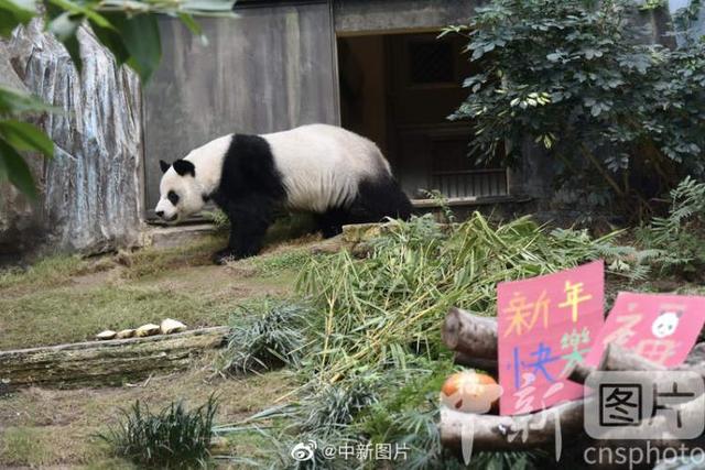 35岁赠港大熊猫“安安”今晨离世，系迄今人工饲养环境下最长寿雄性大熊猫